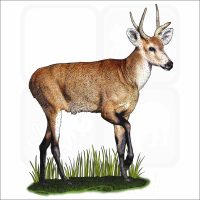Marsh Deer illustration