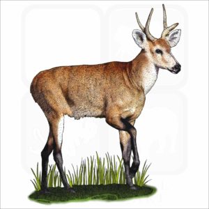 Marsh Deer illustration