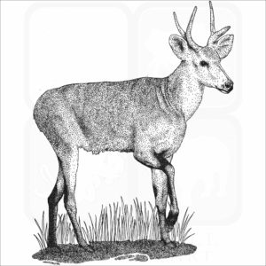 Marsh Deer