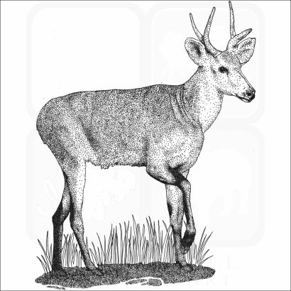 Marsh Deer