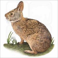 Marsh Rabbit illustration