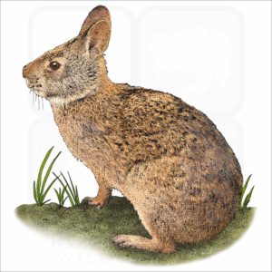Marsh Rabbit illustration