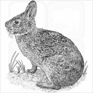 Marsh Rabbit