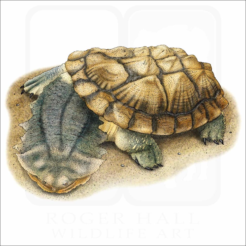 Matamata Turtle Signed Fine Art Print - inkart