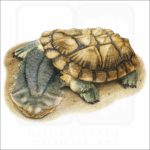 Matamata Turtle illustration