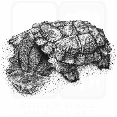 Matamata Turtle