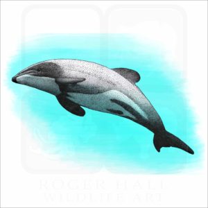Māui dolphin illustration