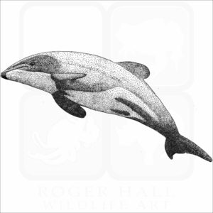 Māui dolphin