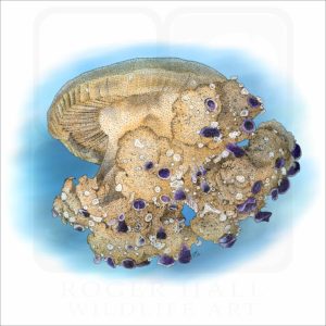 Mediterranean Jellyfish illustration