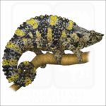 Meller's Chameleon illustration