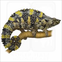 Meller's Chameleon illustration