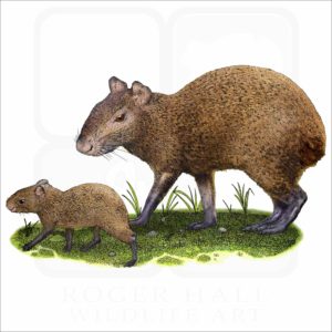 Mexican Agouti and young illustration