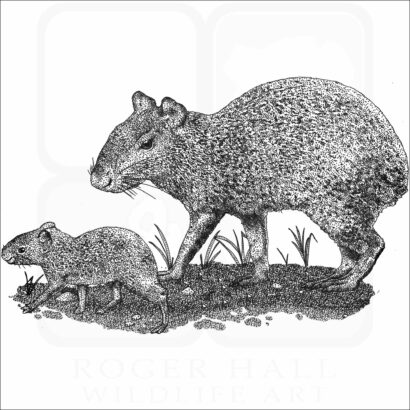 Mexican Agouti and young