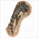 Mexican Beaded Lizard illustration