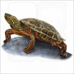 Big Bend or Mexican Plateau Slider illustration