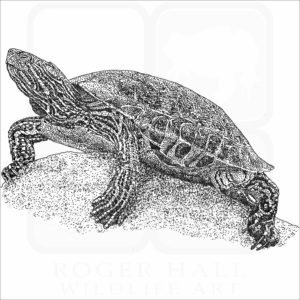 Big Bend or Mexican Plateau Slider