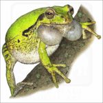 Common Mexican Tree Frog illustration