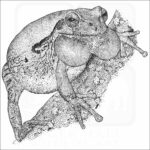 Common Mexican Tree Frog