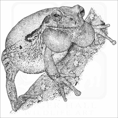 Common Mexican Tree Frog