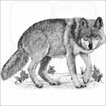 Mexican Wolf