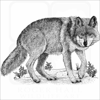 Mexican Wolf