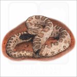 Midget-Faded Rattlesnake illustration