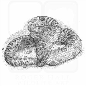 Midget-Faded Rattlesnake