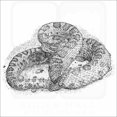 Midget-Faded Rattlesnake