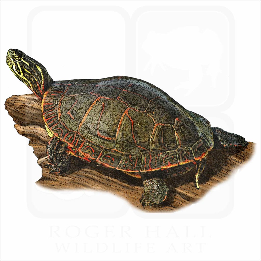 Midlands Painted Turtle - Signed Fine Art Print – inkart