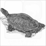 Midlands Painted Turtle