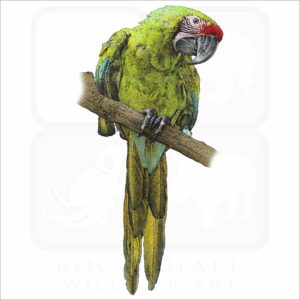 Military Macaw illustration