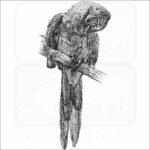 Military Macaw