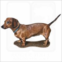 Miniature Dachshund illustration
