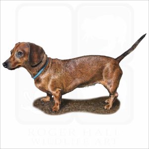 Miniature Dachshund illustration