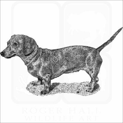 Miniature Dachshund