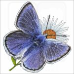 Mission Blue Butterfly illustration