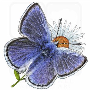 Mission Blue Butterfly illustration