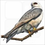 Mississippi Kite illustration