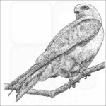 Mississippi Kite