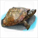 False Map Turtle illustration
