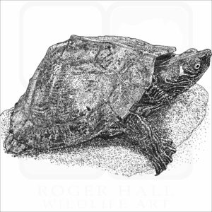 False Map Turtle