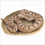 Mojave Desert Sidewinder illustration