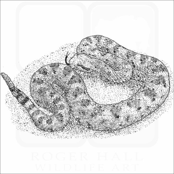 Mojave Desert Sidewinder