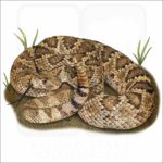 Mojave Rattlesnake illustration
