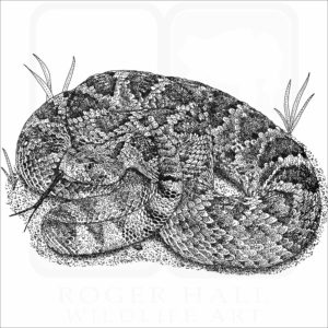 Mojave Rattlesnake