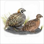 Montezuma Quail illustration