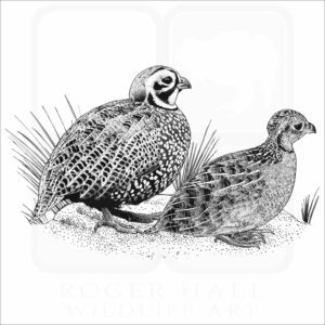 Montezuma Quail