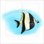 Moorish Idol illustration