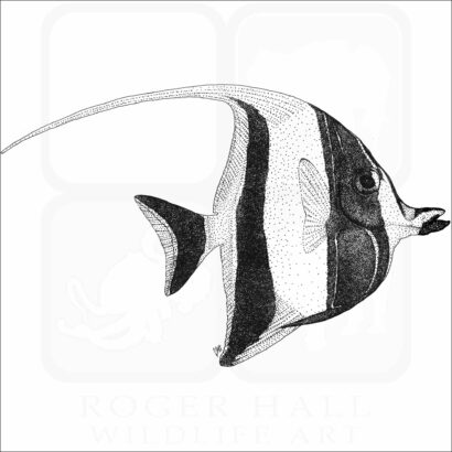 Moorish Idol