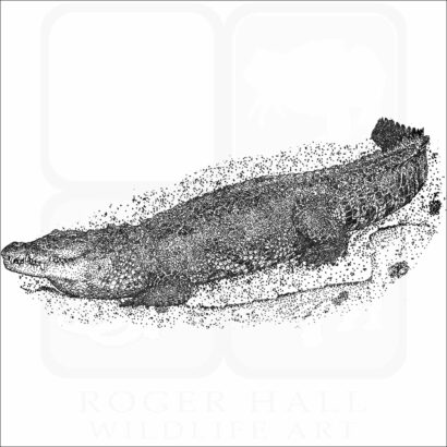 Morelet's or Mexican Crocodile